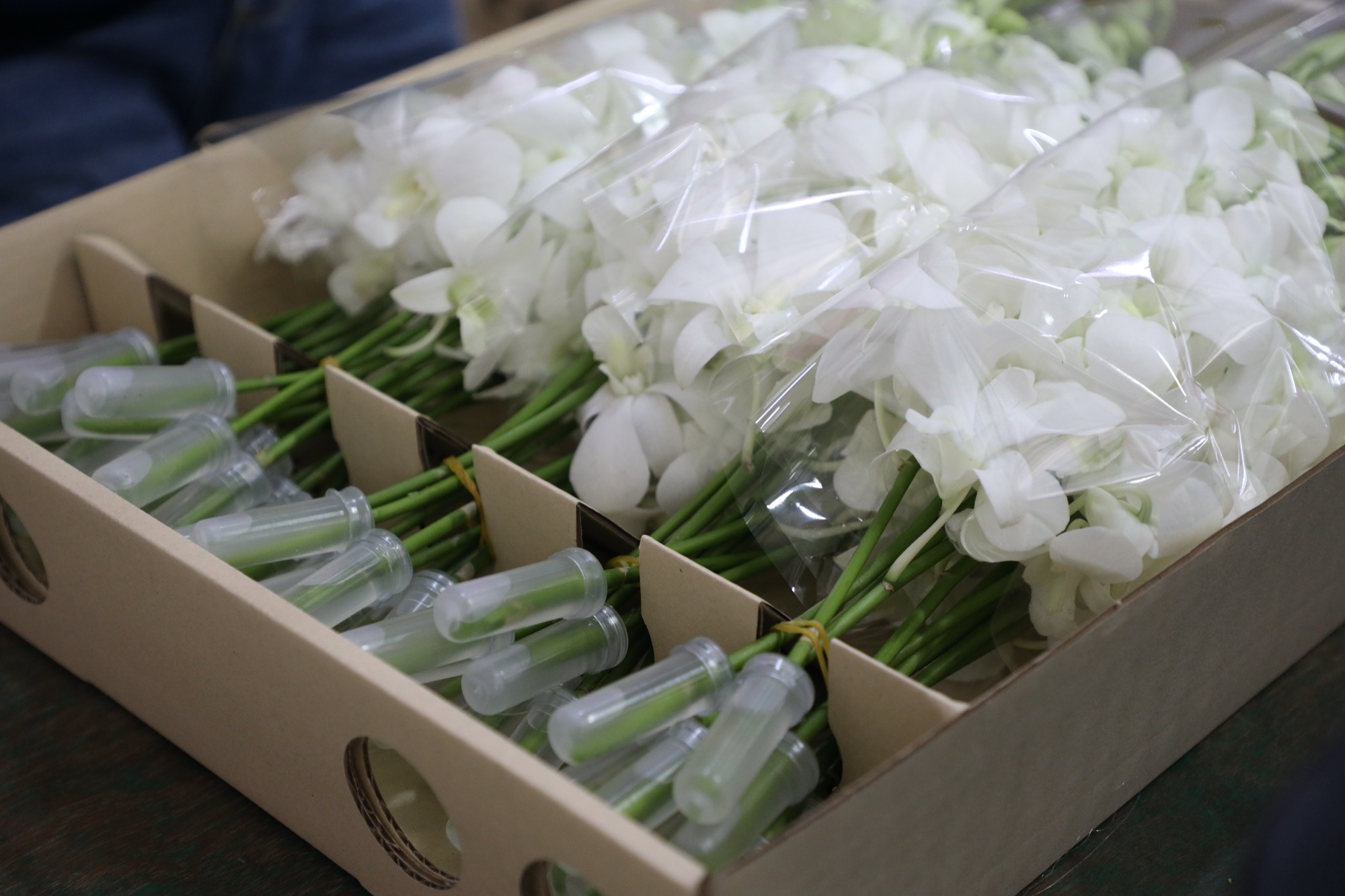 White orchids with water vials arranged in Orchidistry packaging