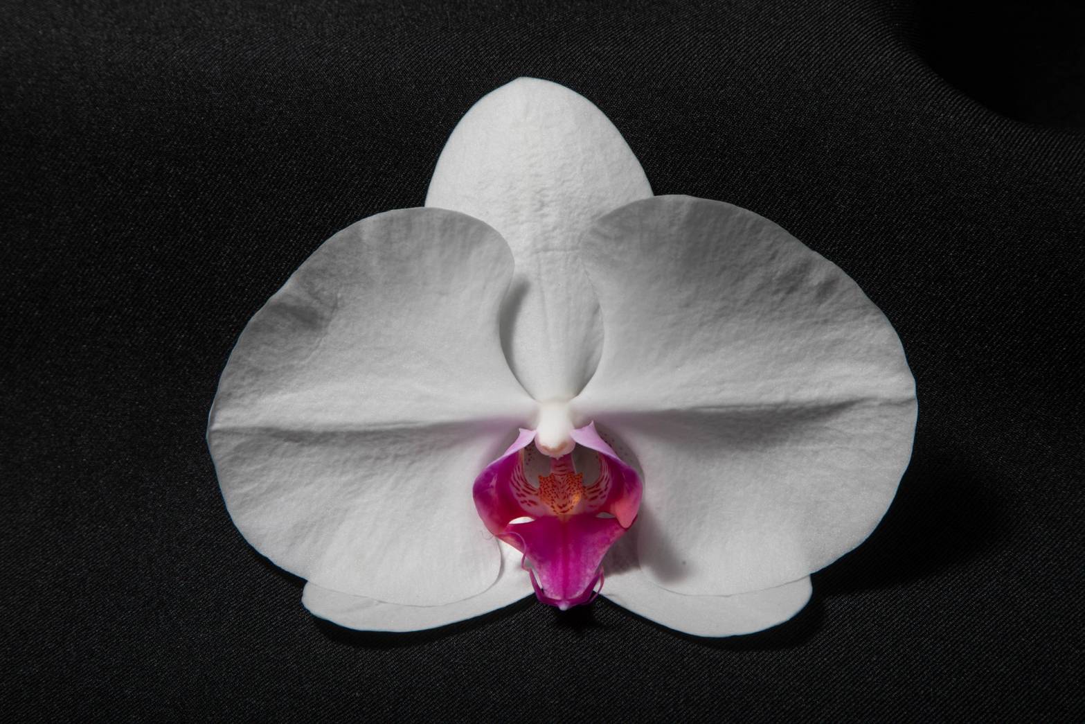 White orchid